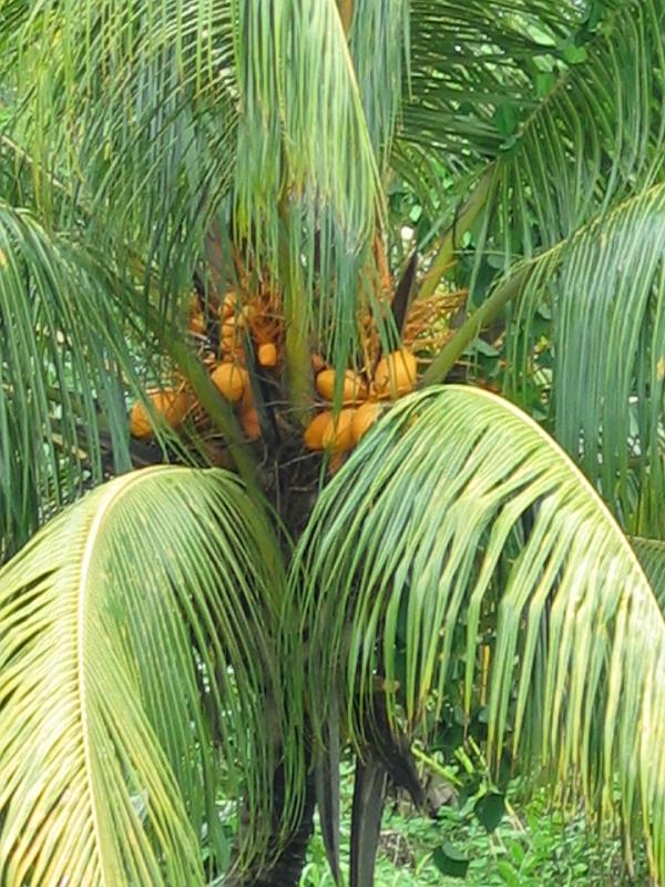 Martinique2003 008 